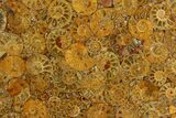 Composite Plate Of Agatized Ammonite Fossils #130582-1